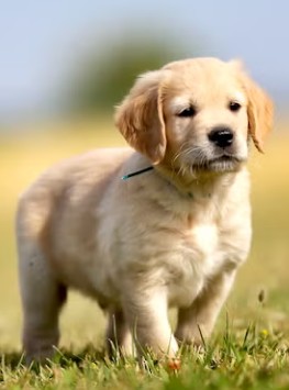 Top 5 Dog Breeds for Working People Around the World (Perfect for Busy Lifestyles)